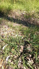 Echinopogon caespitosus