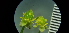 Ranunculus allegheniensis