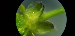 Ranunculus allegheniensis