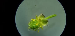 Ranunculus allegheniensis