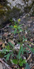 Ranunculus allegheniensis