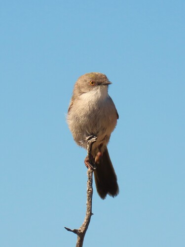 Karoo Eremomela (Eremomela gregalis), photo 2