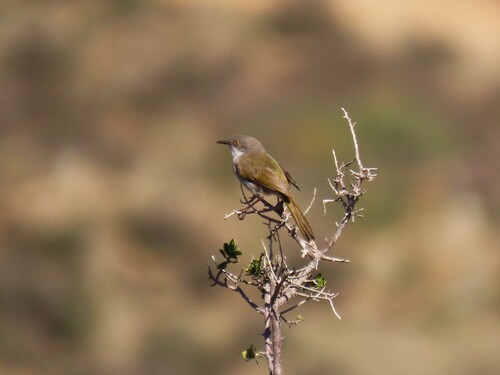 Karoo Eremomela (Eremomela gregalis), photo 5