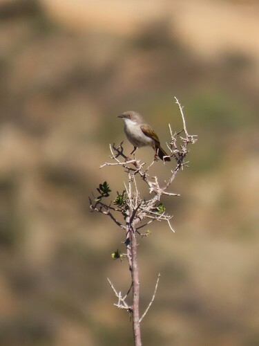 Karoo Eremomela (Eremomela gregalis), photo 6