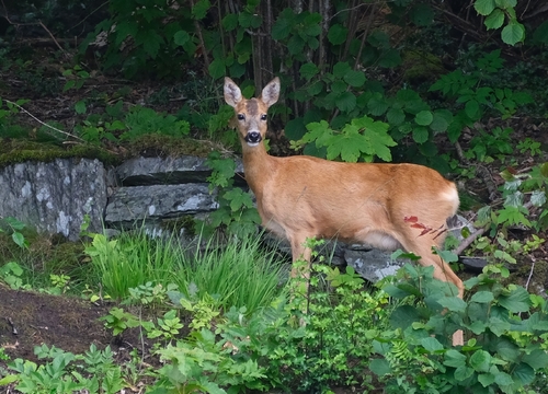 Western Roe Deer