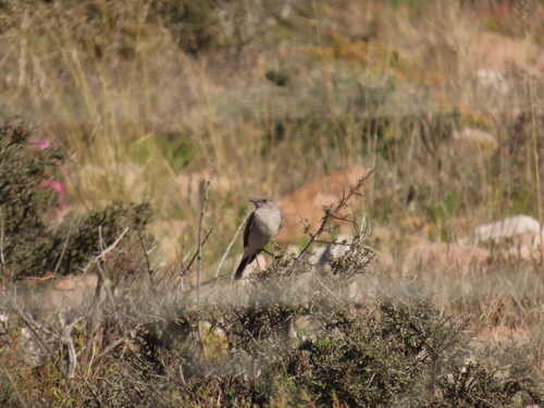 Karoo Chat (Emarginata schlegelii), photo 5