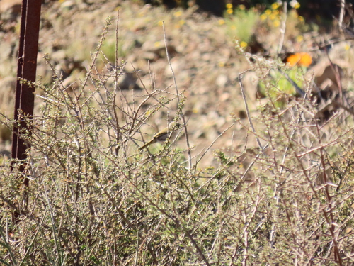 Karoo Eremomela (Eremomela gregalis), photo 8
