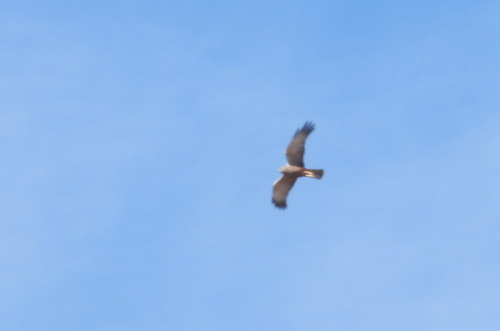 iNaturalist image
