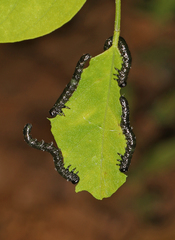 Nematus abbotii