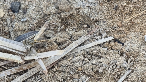 Northern Banded Groundling