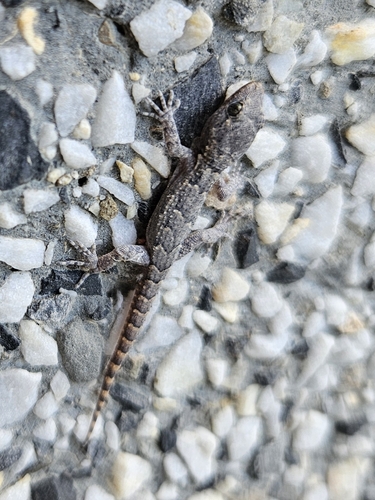 Mediterranean Thin-toed Gecko