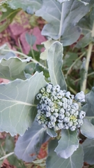 Brassica oleracea italica