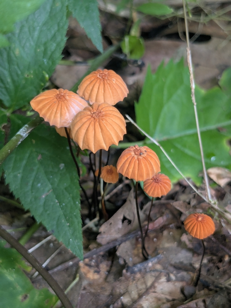 Orange Pinwheel · August 2026 · photo: Photo: (c) Hannah Jones, some rights reserved (CC BY) · iNaturalist