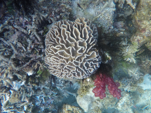 Pectinia lactuca observed 2026-08-09