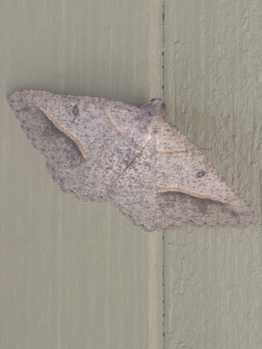 iNaturalist observation photo of Dark-bordered Granite