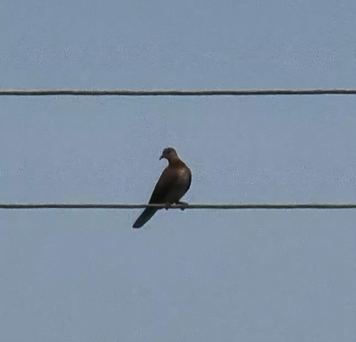 Laughing Dove