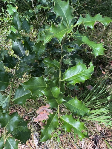 European holly