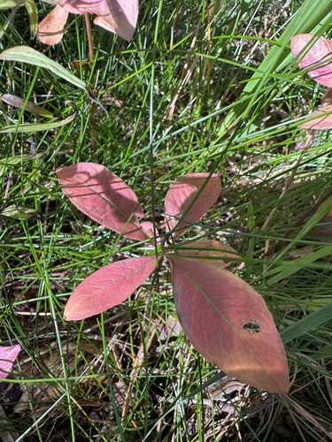 Arctic Starflower