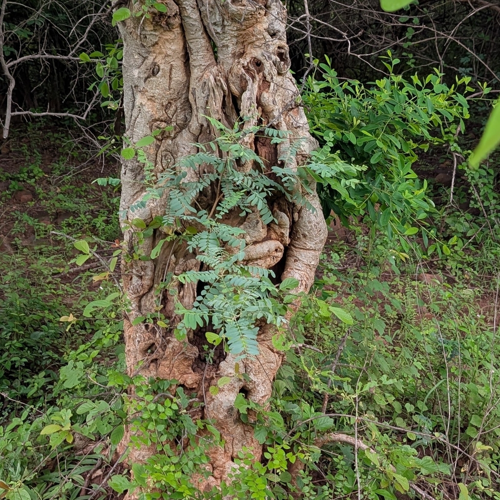 Chloroxylon swietenia; photograph (c) Ravuri Krishna Chaitanya, some rights reserved (CC BY)