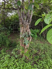 (c) Ravuri Krishna Chaitanya, some rights reserved (CC BY) Chloroxylon swietenia, photograph (c) Ravuri Krishna Chaitanya, some rights reserved (CC BY)