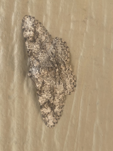 iNaturalist observation photo of Kiawe Moth
