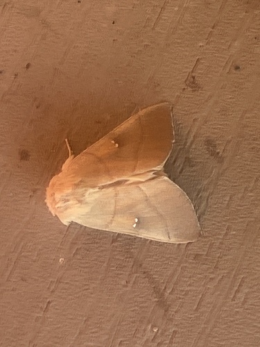 iNaturalist observation photo of White-dotted Prominent