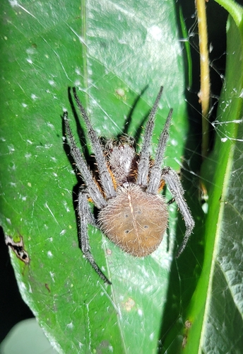 Tropical Orb Weaver