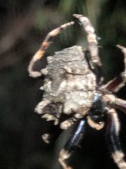 Poltys illepidus