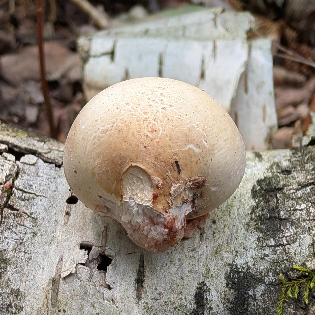 birch polypore · August 2026 · photo: Photo: no rights reserved · iNaturalist