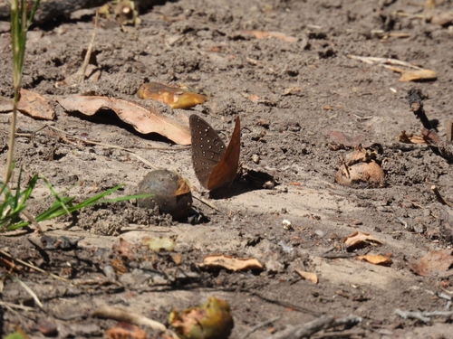 Guineafowl Butterfly