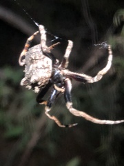Poltys illepidus