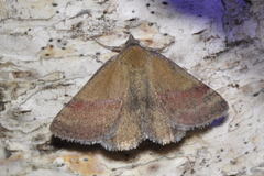 Phytometra viridaria