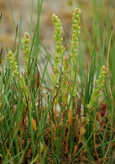 Suaeda calceoliformis