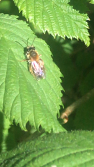 Andrena haemorrhoa