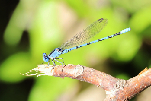 iNaturalist observation photo of Vivid Dancer