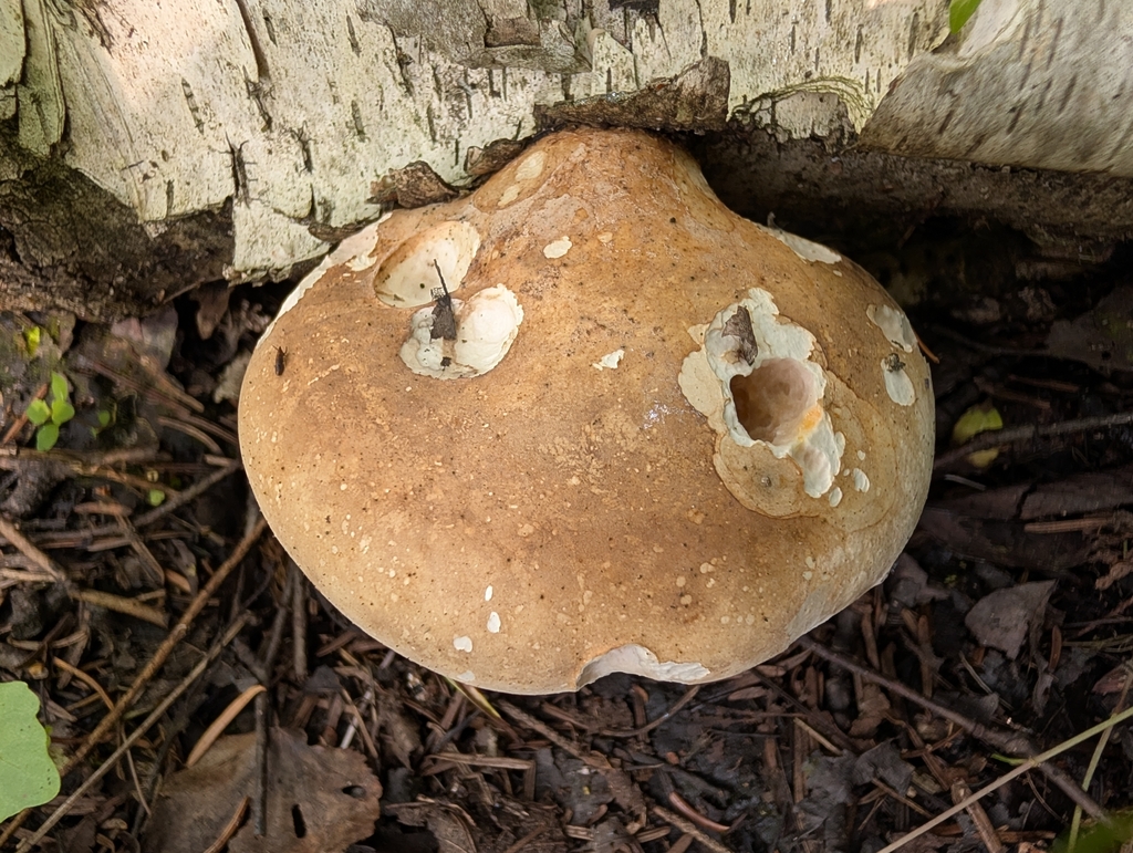 birch polypore · August 2026 · photo: Photo: no rights reserved · iNaturalist