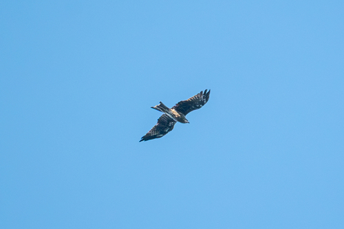 Black Kite