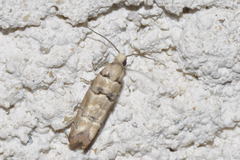 Blastesthia tessulatana