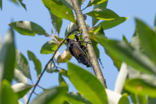 Cryptotympana holsti