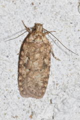 Agonopterix ferocella