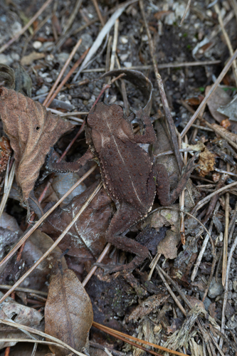 Asiatic Toad