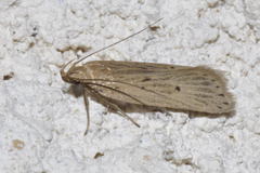 Acompsia tripunctella