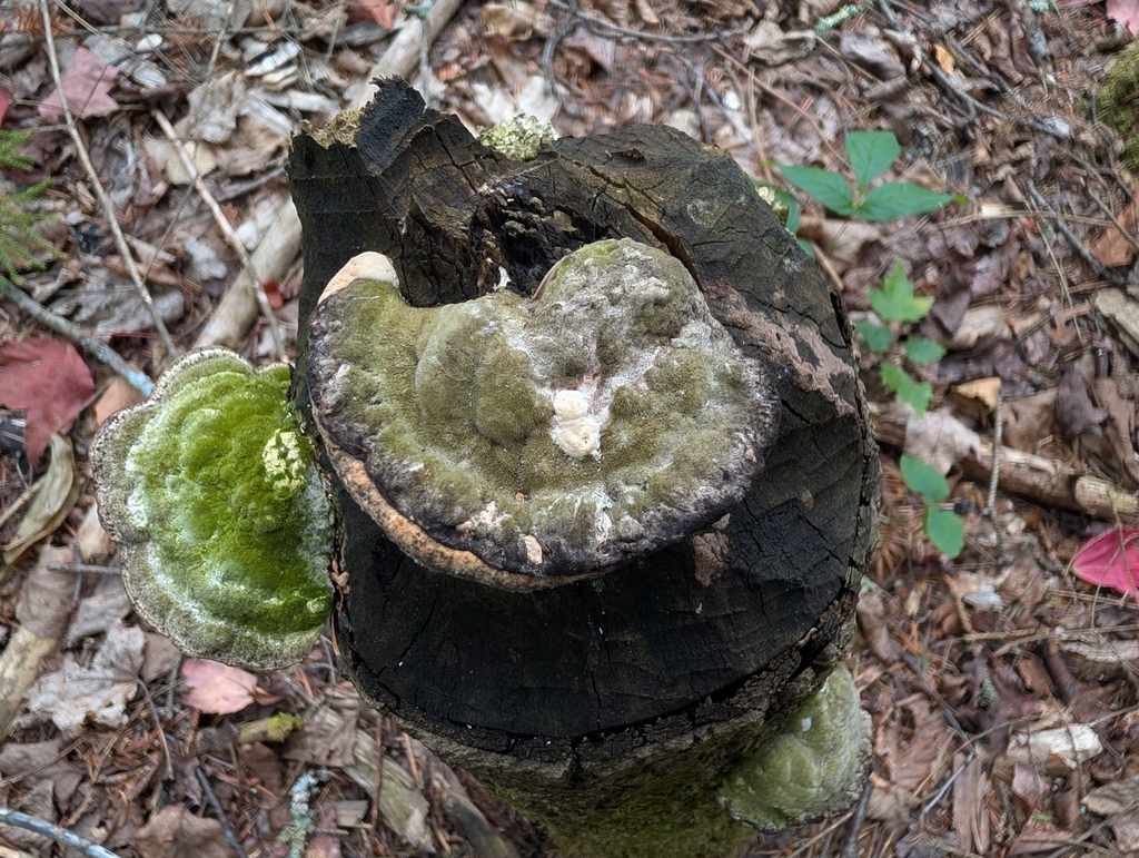 Lumpy Bracket · August 2026 · photo: Photo: no rights reserved · iNaturalist