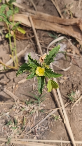 three-lobe false mallow