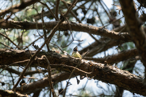 Collared Finchbill