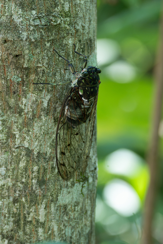 Robust Cicada