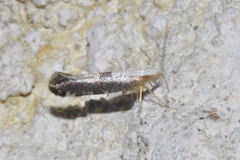 Argyresthia spinosella