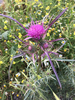 Syrian Thistle - Photo (c) Uriah Resheff, some rights reserved (CC BY-NC), uploaded by Uriah Resheff