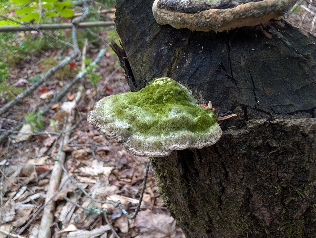 Lumpy Bracket · August 2026 · photo: Photo: no rights reserved · iNaturalist