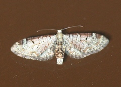 Eupithecia nevadata